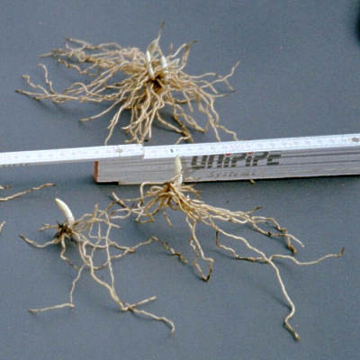 Garten(orch)ideen CypripediumRhizome